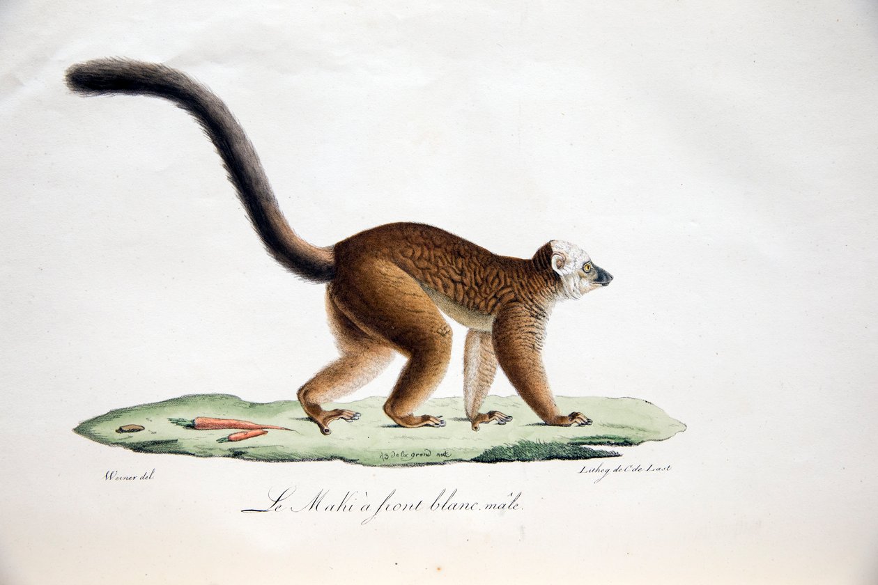 Hvidhovedet lemur, fra Natural History of Pattedyr, med originale figurer, af Étienne Geoffroy Saint-Hilaire & Frédéric Cuvier, 1824-42 af French School