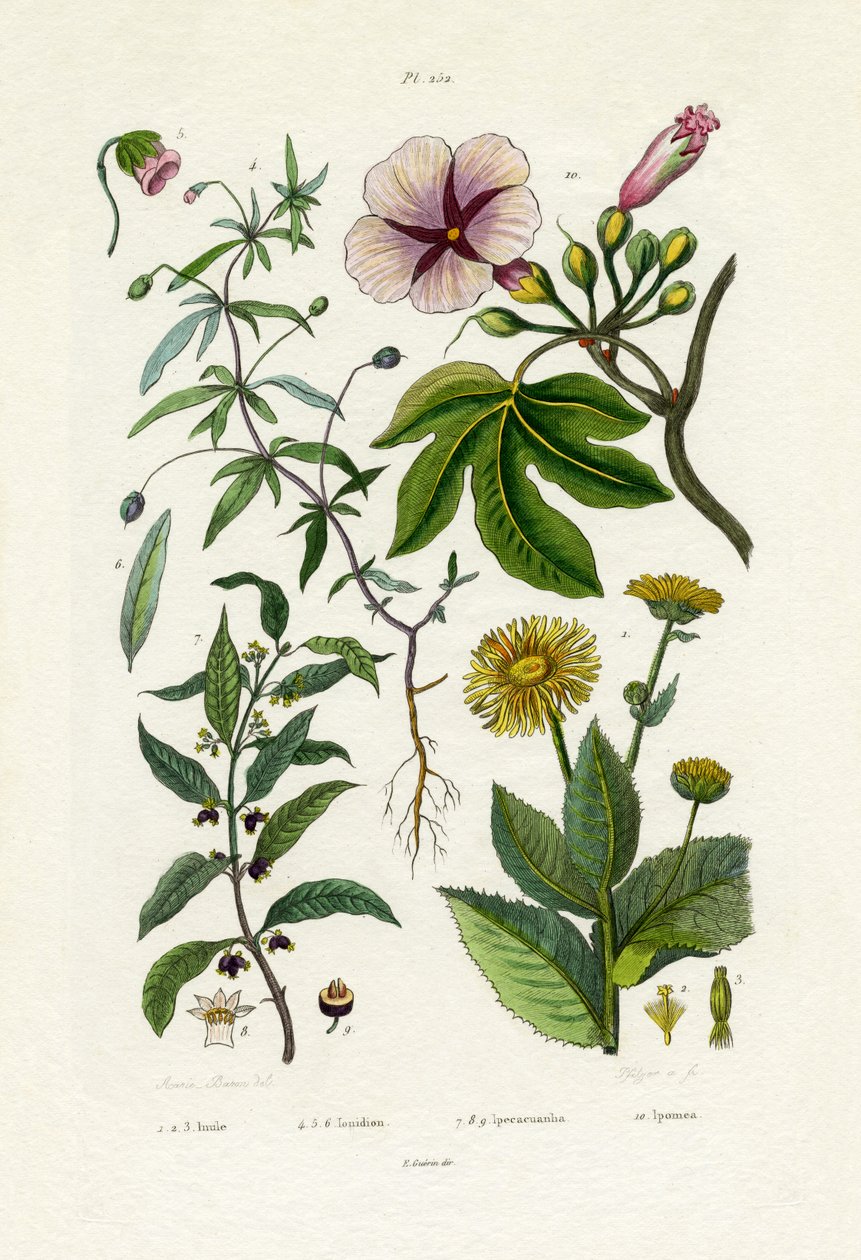 Vild solsikke, 1833-39 af French School
