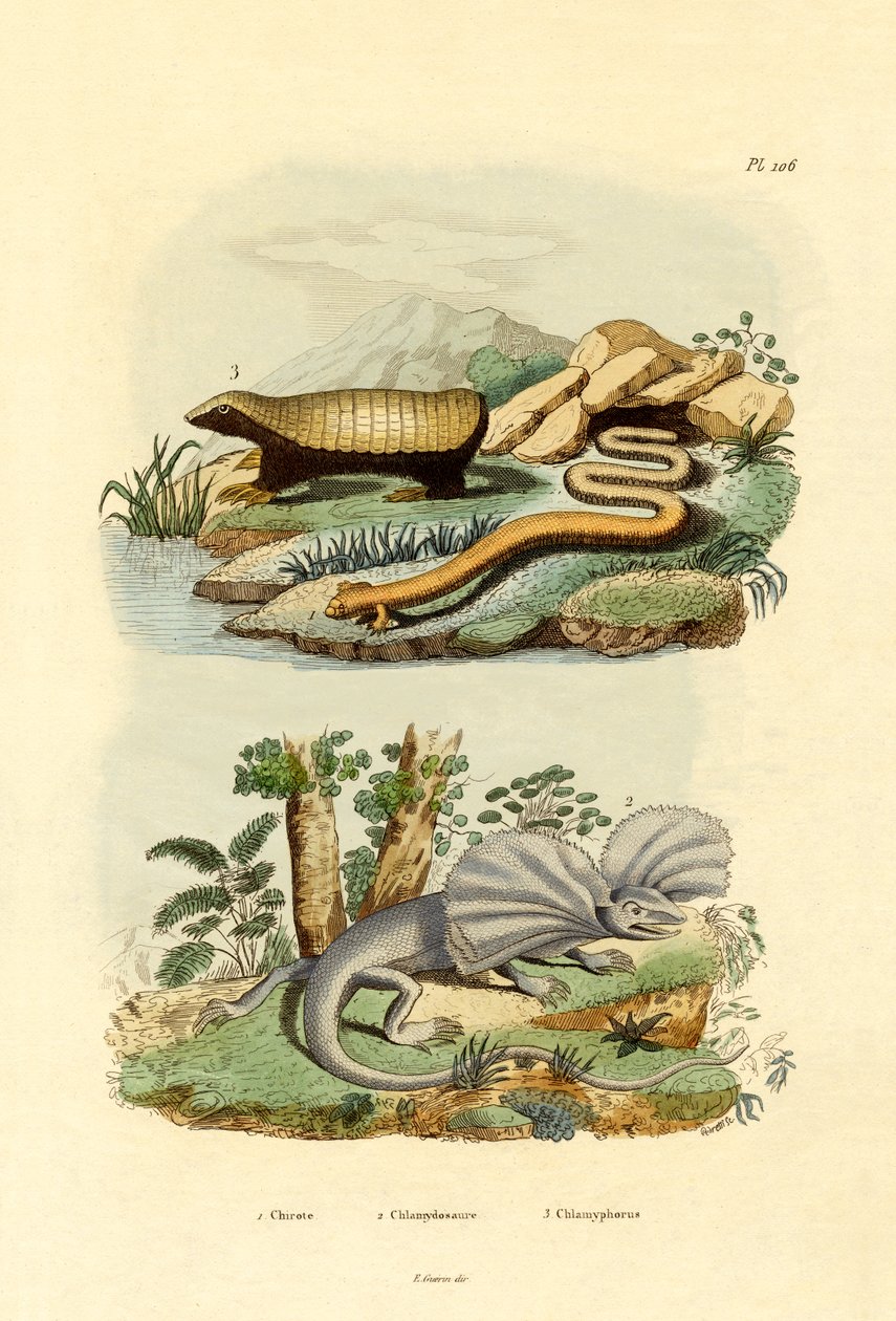Ormeøgle, 1833-39 af French School
