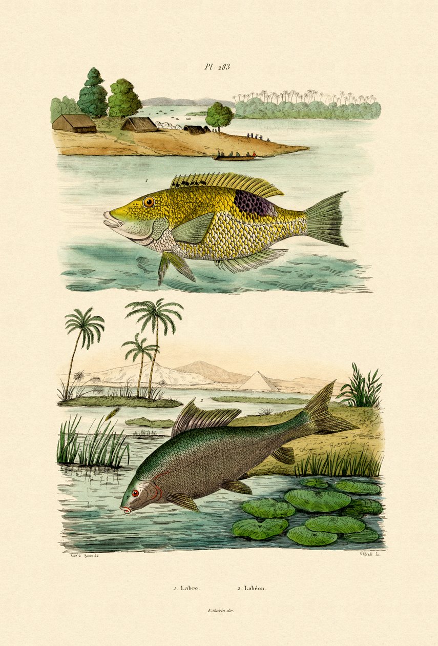 Wrasse, 1833-39 af French School