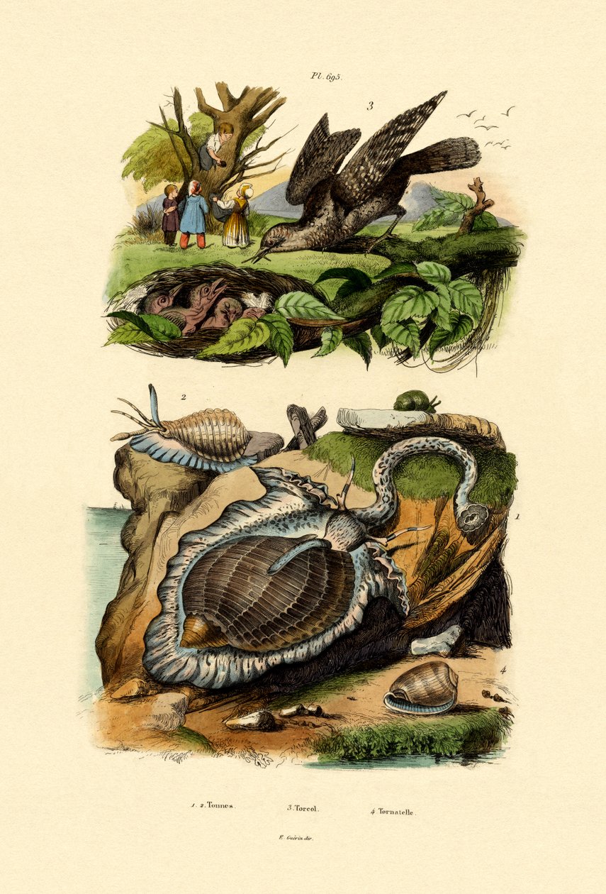 Wryneck, 1833-39 af French School