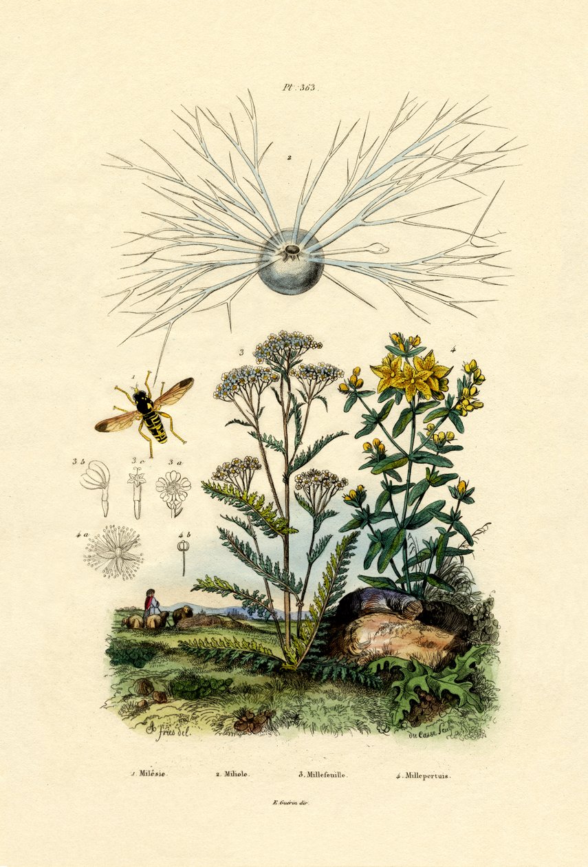 Yellowjacket Hoover Flue, 1833-39 af French School