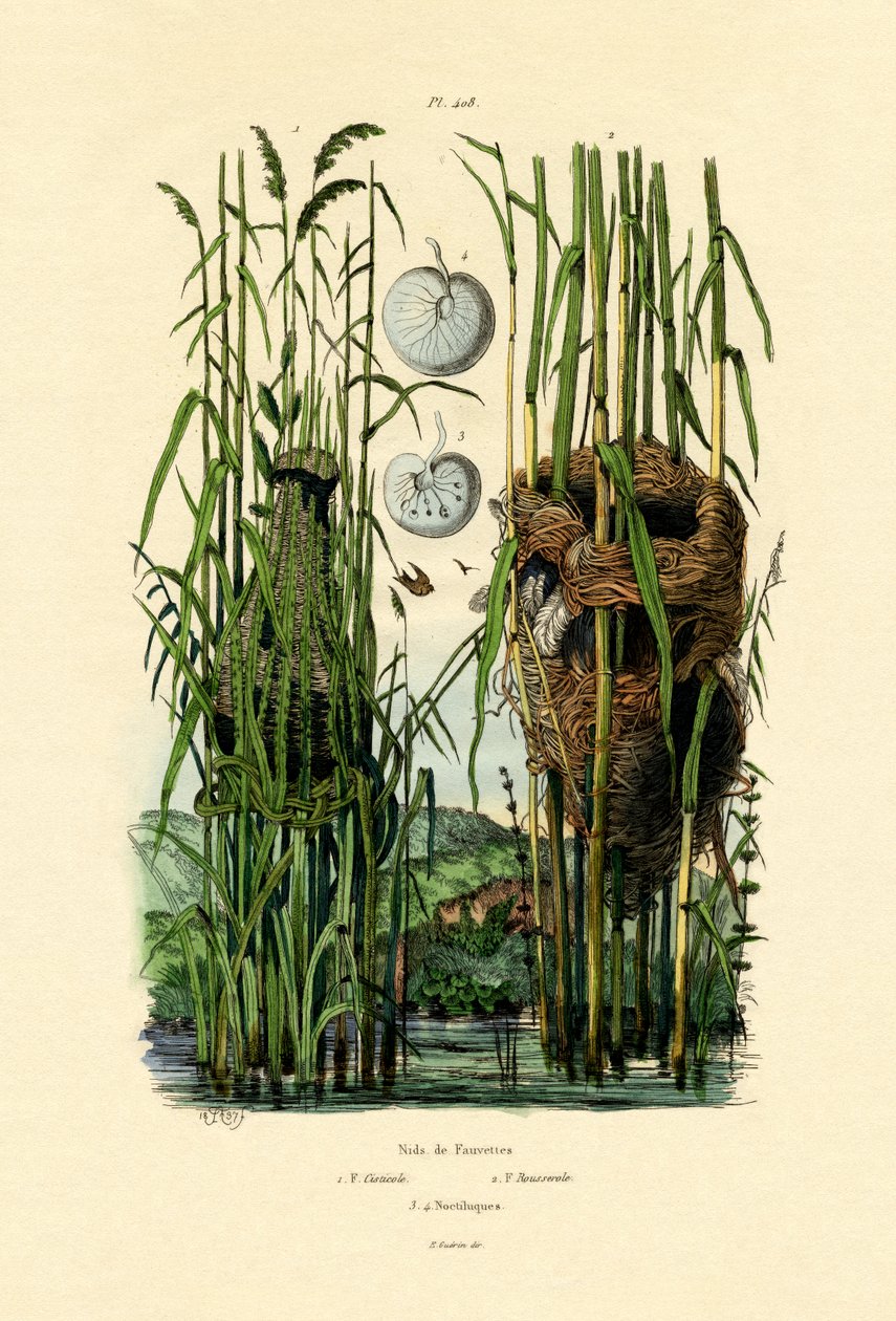 Sæde Cisticola, 1833-39 af French School