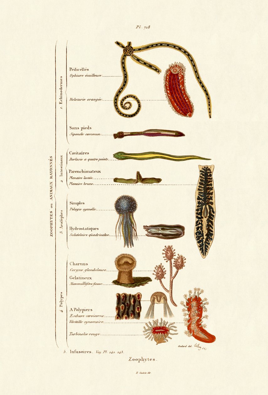 Zoophytes, 1833-39 af French School