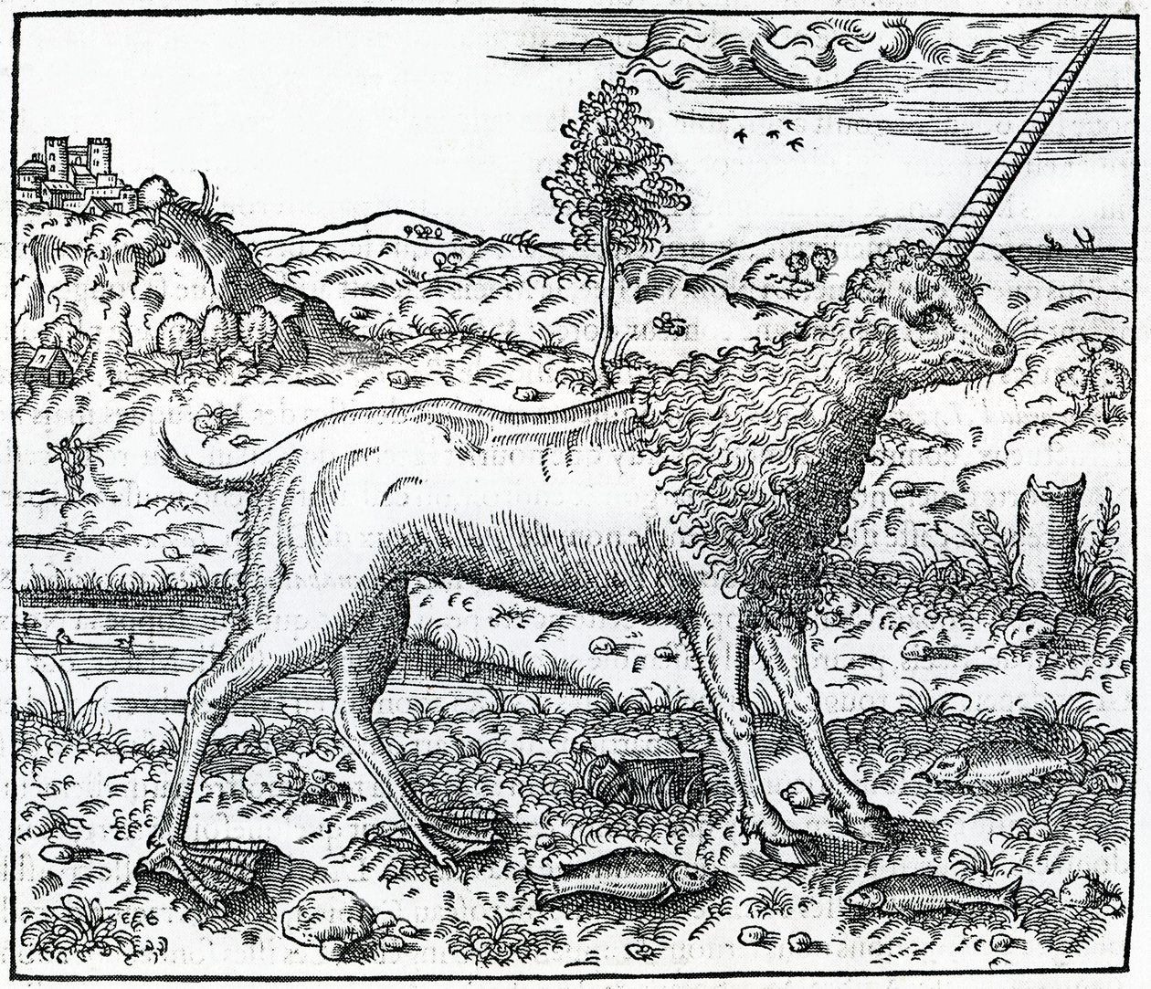 en Campchurch Unicorn, illustration fra 