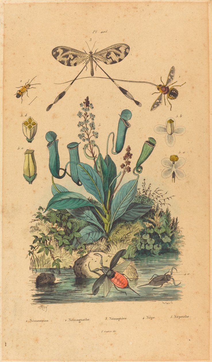Insekter og blomster af French 19th Century