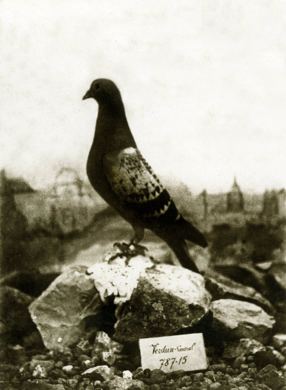 Dyr under Første Verdenskrig 1914-1918: Den berømte Vaillant Vaillant due af French Photographer