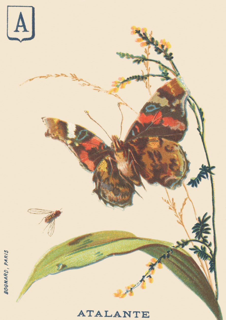 A: Atalante (Vanessa atalanta eller Vulcan) af French School