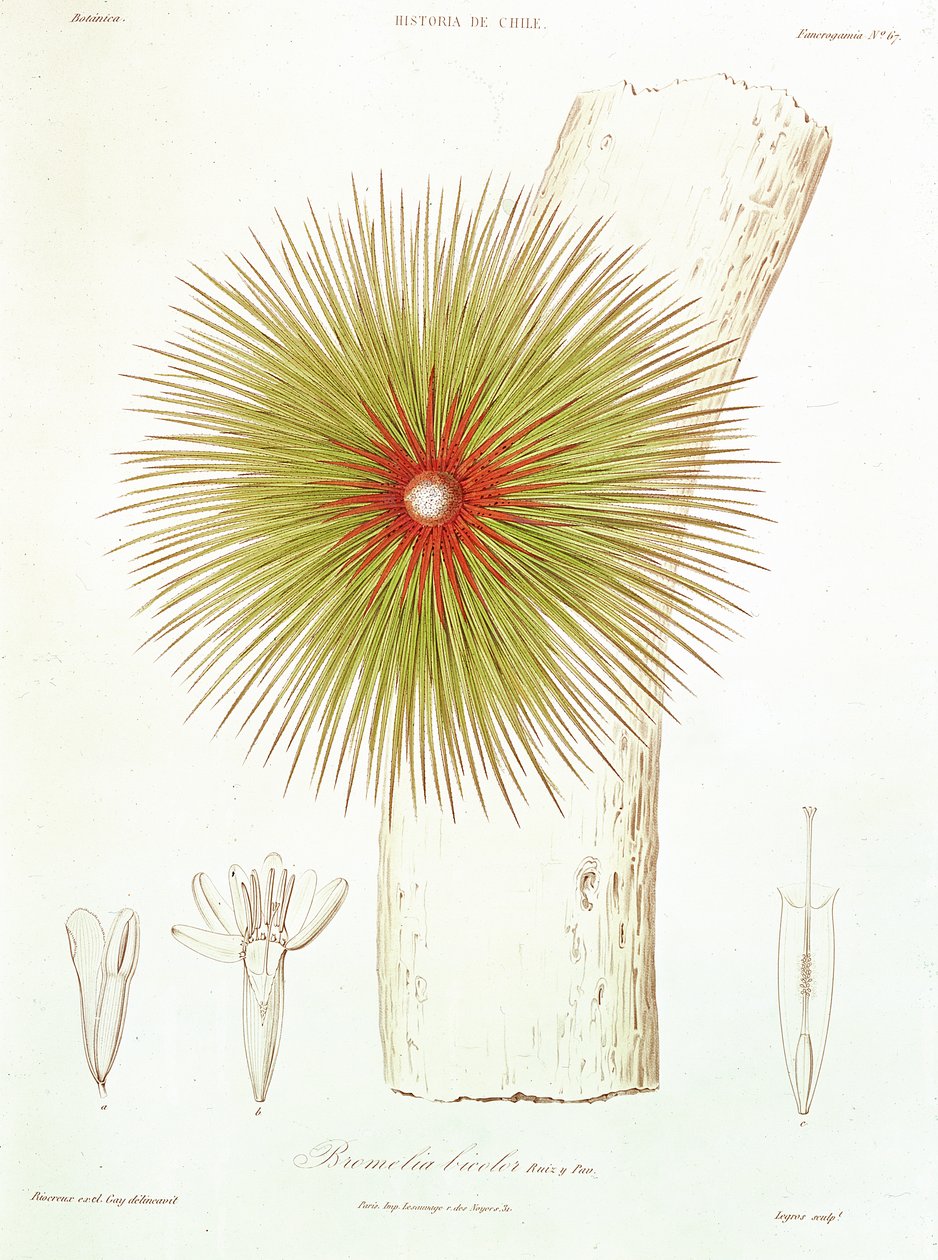 En Bromelia fundet i Andesbjergene, fra 