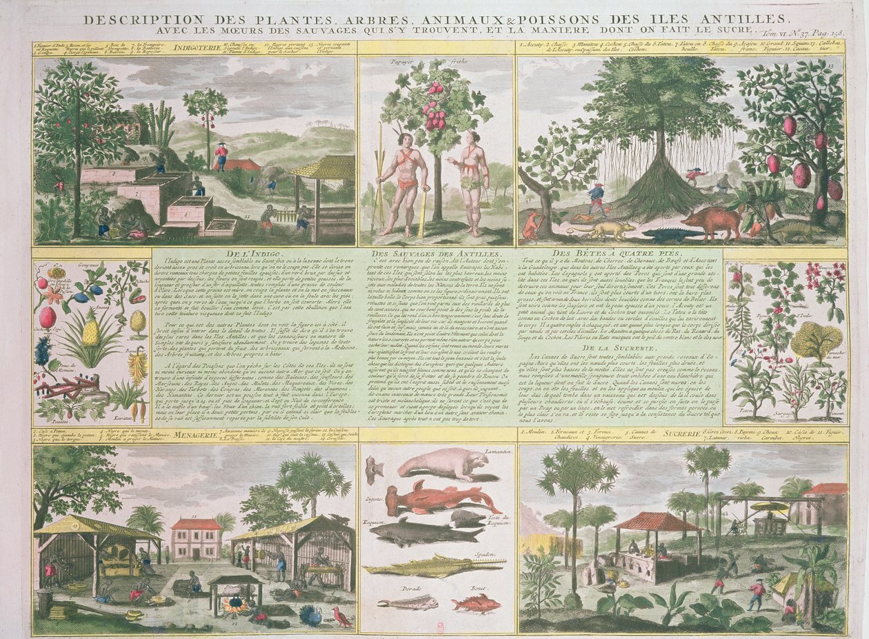 En beskrivelse af planter, træer, dyr og fisk fundet på Antillerne, illustration fra Histoire Generale des Antilles Habitees par les Francois Vol. 2 af Jean Baptiste Du Tertre (1610-1687) udgive af French School