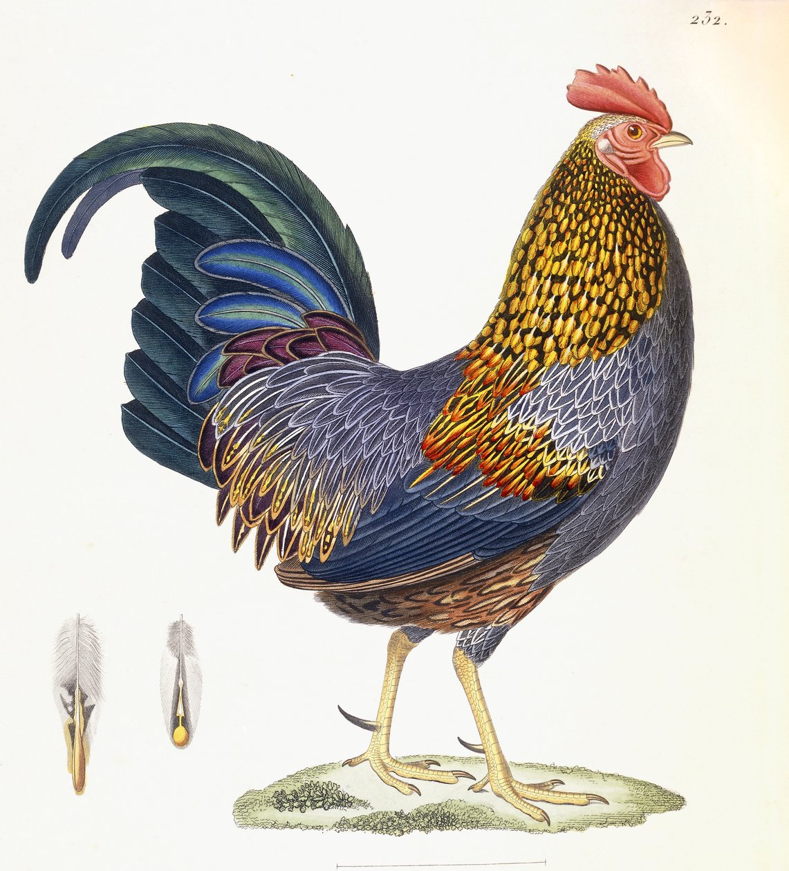 A Hen, Plate 232, from "Nouveau Recueil de Planches Coloriees d" Oiseaux ", 1820-1839dani af French School