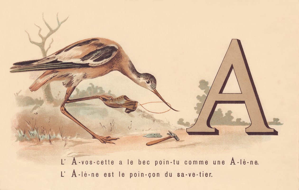 A: L