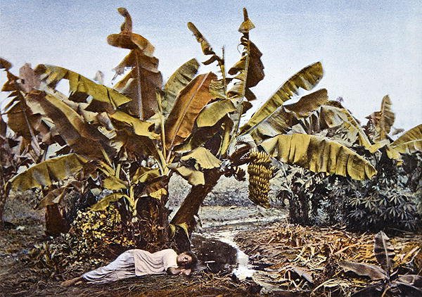En banan- og maniokplantage i Ny Kaledonien, slutningen af det 19. århundrede (farve litho) af French School