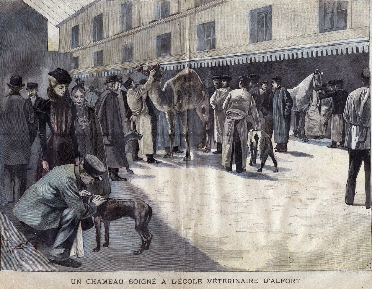 En kamel heler på veterinærskolen i Maison Alfort (Maison-Alfort). Illustration af 1899 i "" La petite Gironde"". af French School