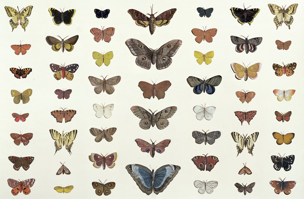 En collage af sommerfugle og møl inklusive Camberwell Beauty, British Swallowtail, Scarce Swallowtail, Påfuglen og Small Tortoiseshell, ca. 1830 (tryk af 104967) af French School