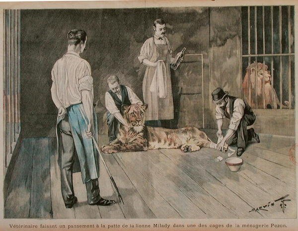 En dyrlæge, der binder løvinden Miladys pote, ca. 1898-99 (farvet indgravering) af French School