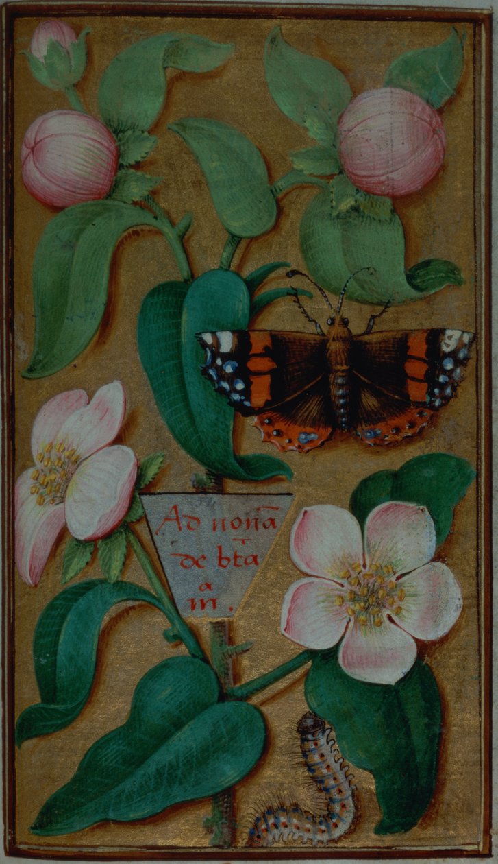 Tilføj 35214 f.67 Blomster og sommerfugl, fra en timebog, Paris af French School