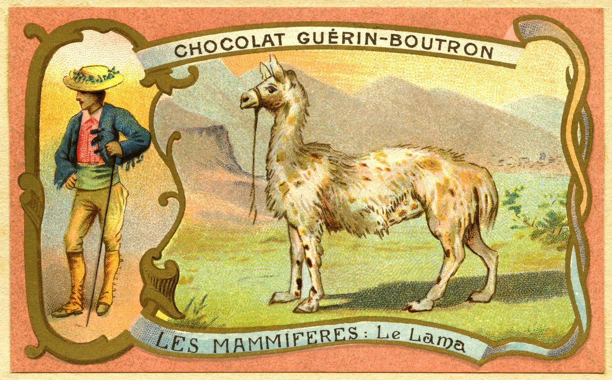 Advertising chromolithography of chocolates Guerin Boutron, THE MAMMALS, The lamadani af French School
