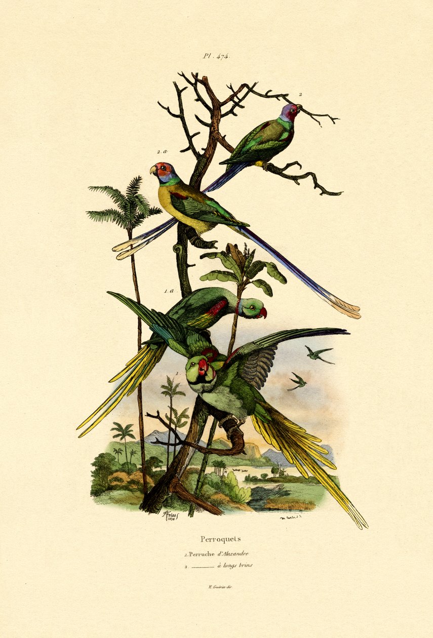 Alexandrine Parakeet, 1833-39 af French School
