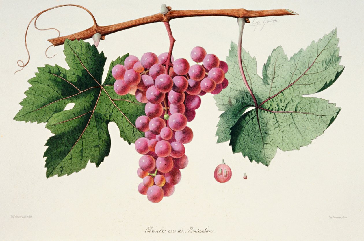 Ampelography, Drue Chasselas Rose de Montauban Auvergne af French School