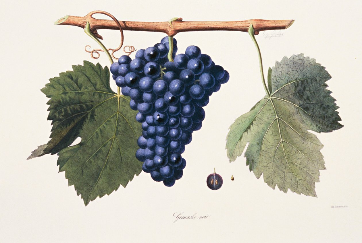 Ampelography, Drue Grenache Cotes du Rhone af French School