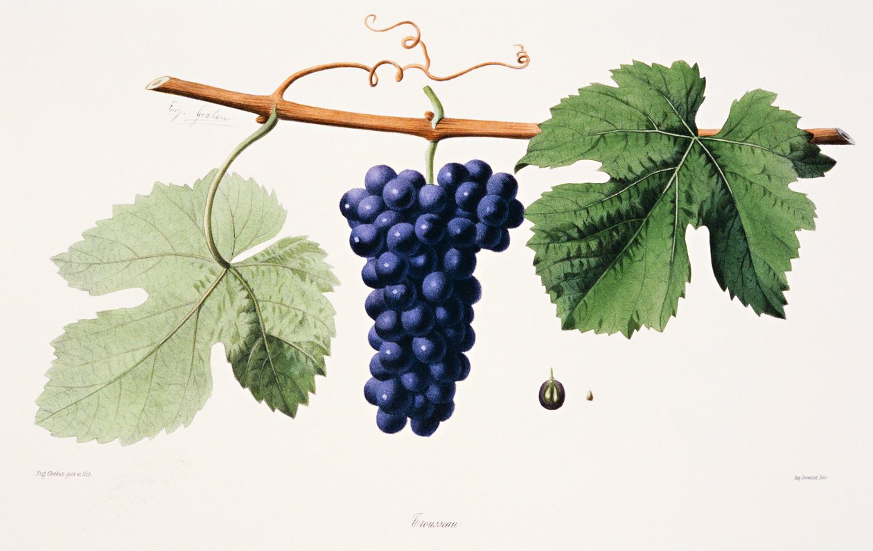 Ampelografi, Drue Trousseau Jura af French School