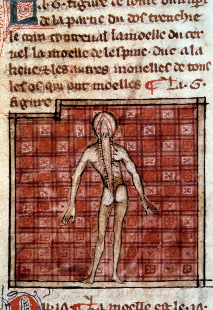 Anatomisk figur: skræl, åben ryg, viser hjernen og rygmarven. Miniature fra manuskriptet "" Surgery" (Folio 12) skrevet af Henri de Mondeville (kirurg hos Philippe Le Bel professor i anatomi) af French School