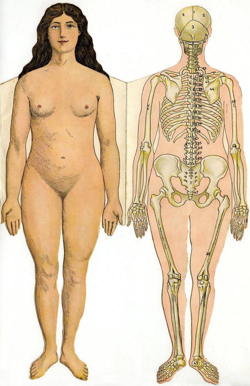 Anatomisk foldebræt af New Practical Encyclopedia of Medicine and Hygiene, af Dr. Rehm, Boghandel Aristide Quillet 1922 - menneskelig krop - nøgen kvinde og kvindeligt skelet af French School