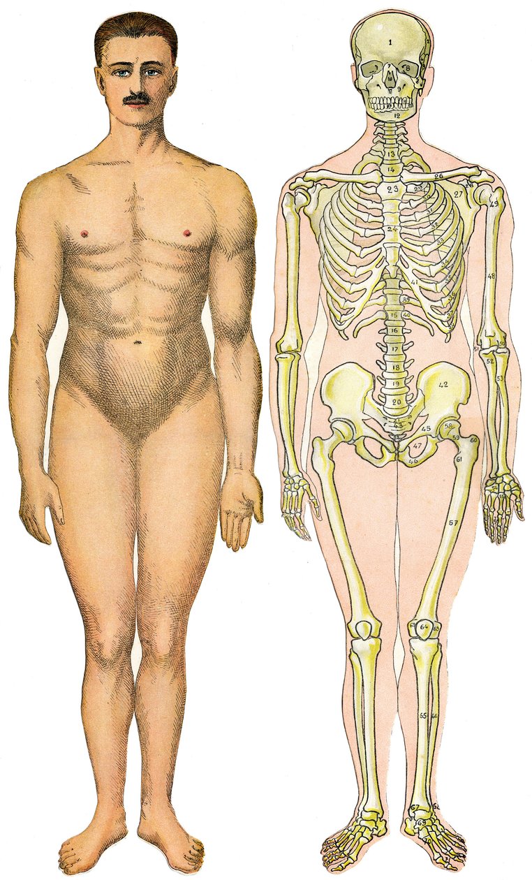 Anatomisk foldeark af New Practical Encyclopedie of Medicine and Hygiene, af Dr. Rehm, Boghandel Aristide Quillet 1922 - menneskelig kropsansigt - nøgen mand uden tilsyneladende sex (gummesex) ved siden af sit skelet af French School