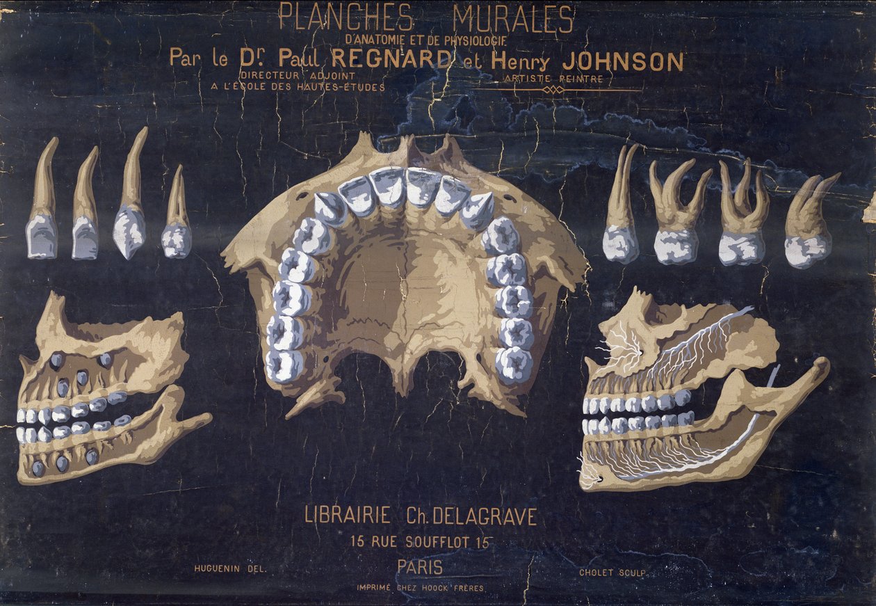Anatomisk vægdiagram af tænderne af French School