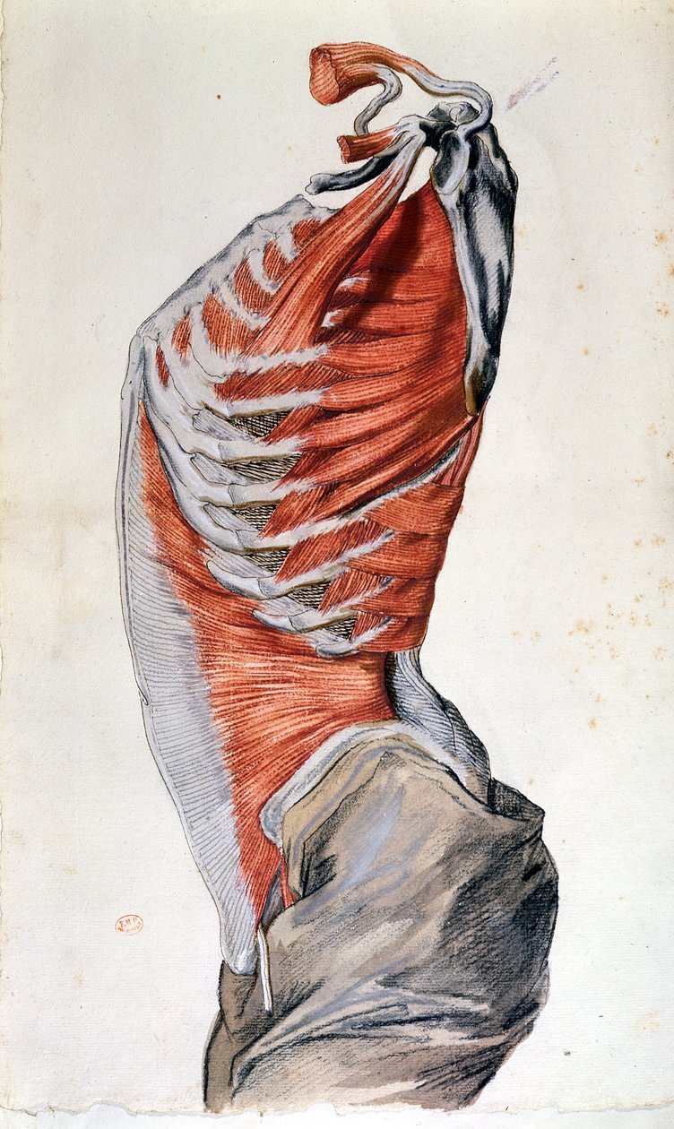 Anatomi af torso, tegnet af en elev (farvet blyant på papir) af French School