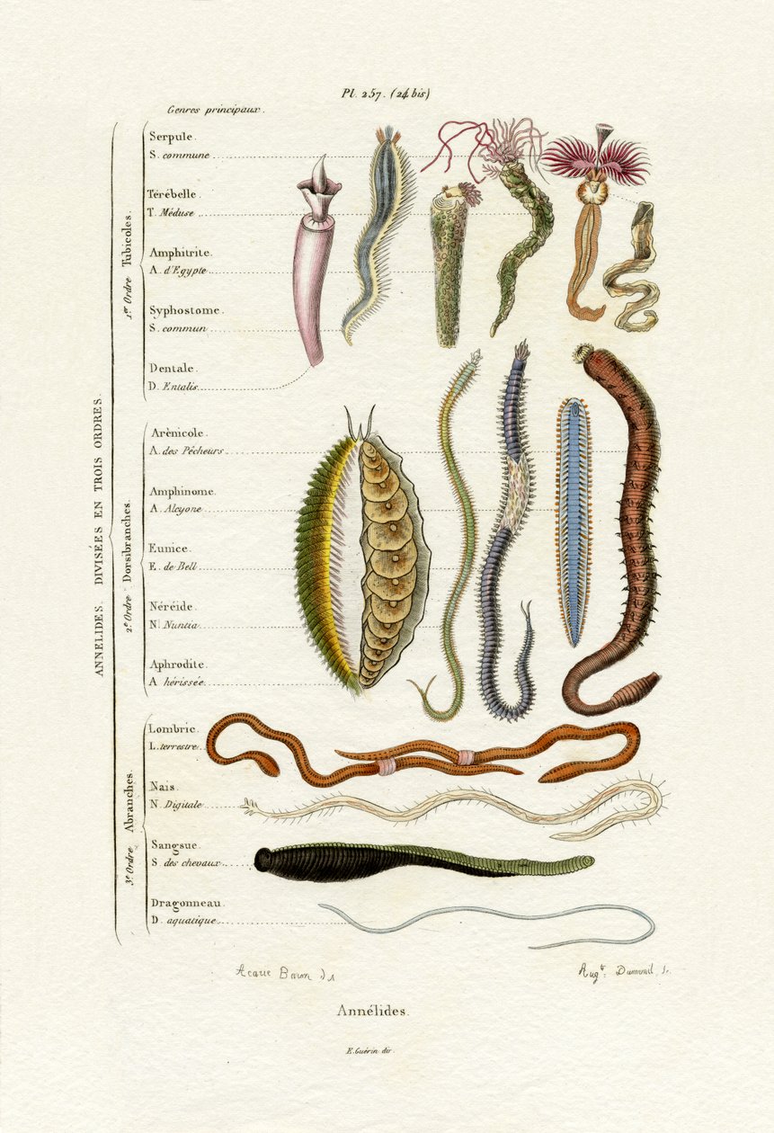 Annelids, 1833-39 af French School