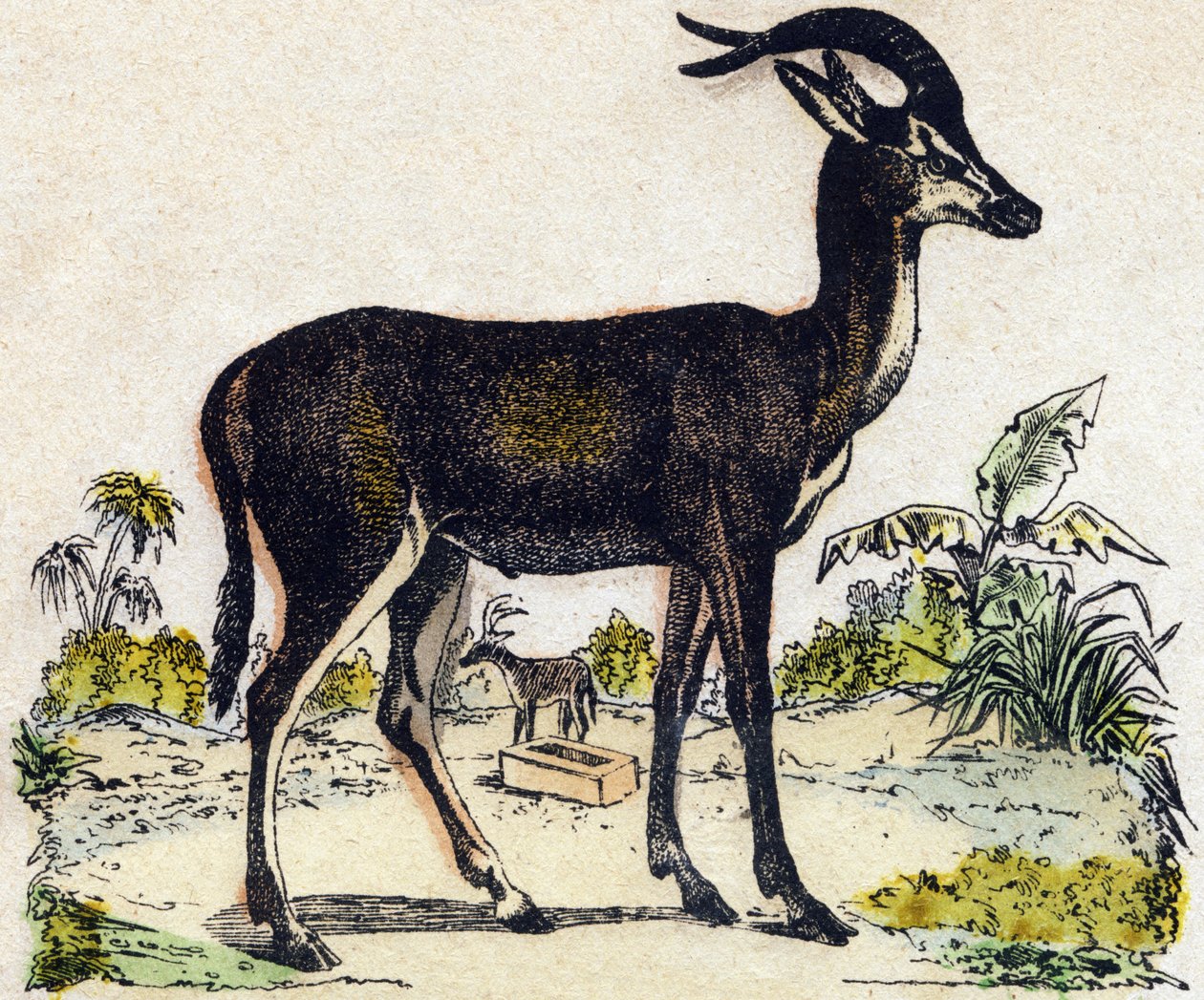 Antilope. Indgravering i "" Alphabet des animaux sauvages"". 9. serie. Billede af Epinal, Pellerin, trykkeri-udgiver, ca. 1870. Graveringer på træ, stencileret. 16 sider. Mål: 20 x 15 cm. Privat samling af French School