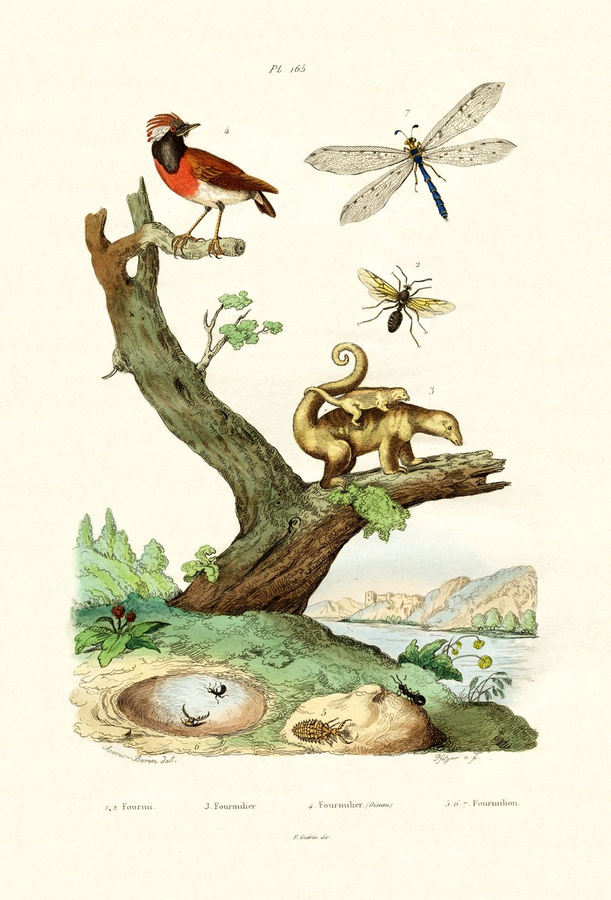Myrer, 1833-39 af French School