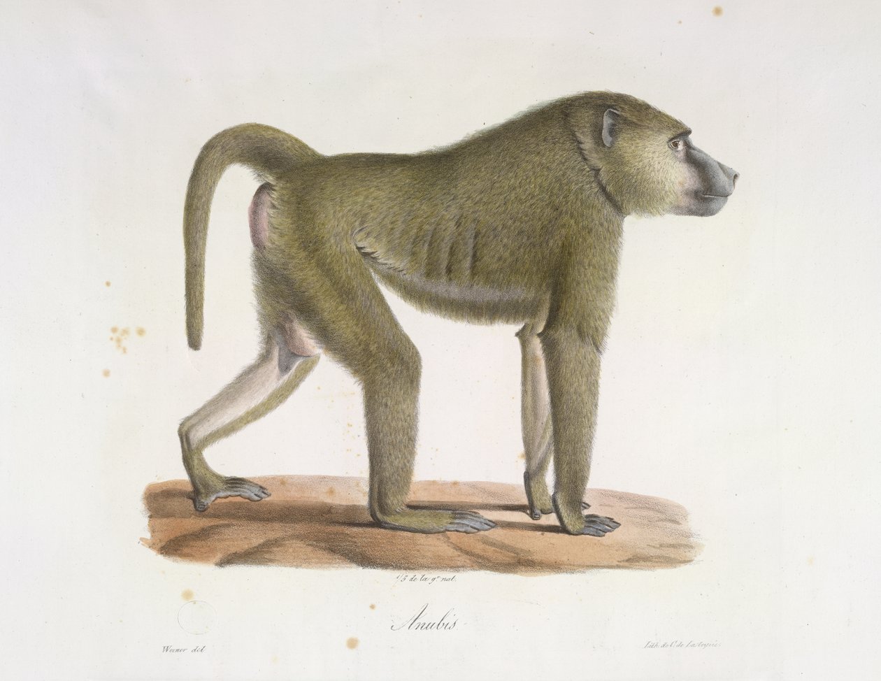 Anubis. En bavian, fra Natural History of Pattedyr (farve litho) af French School