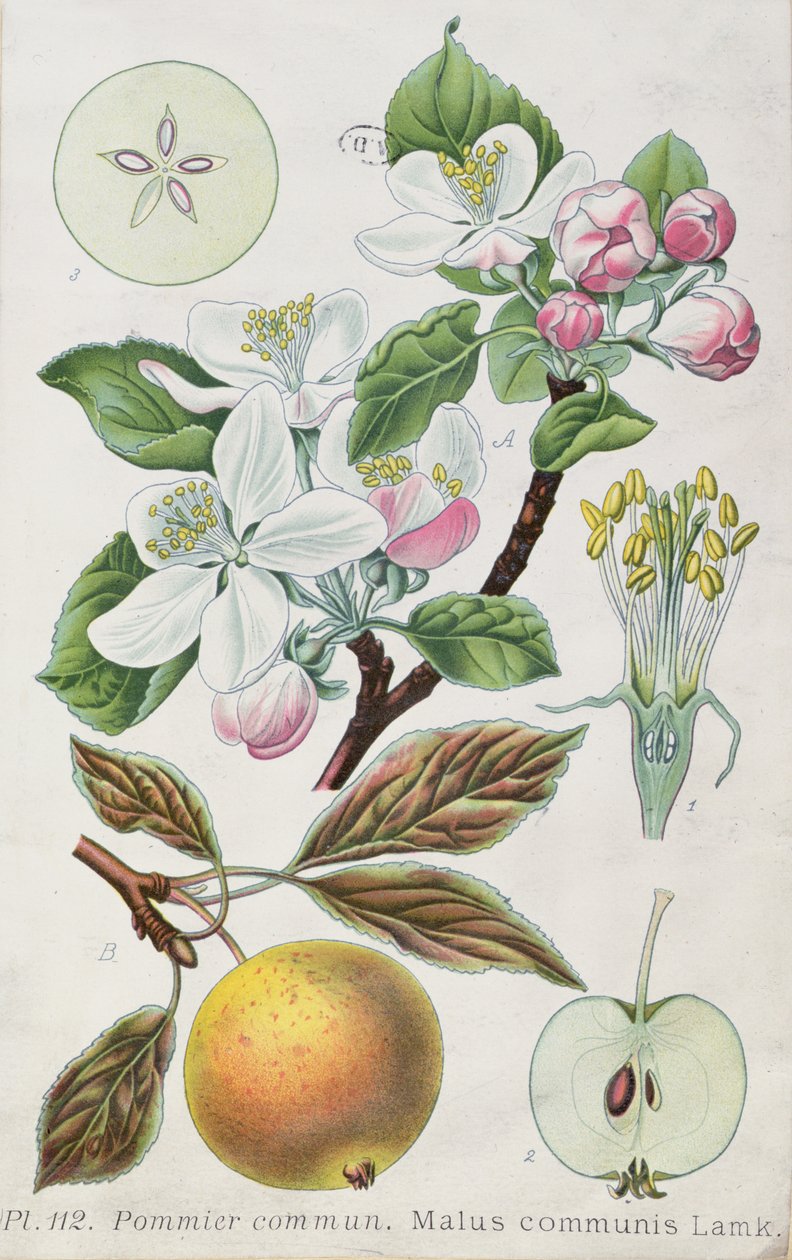 Æbletræ (Malus Communis) (farvet gravering) af French School