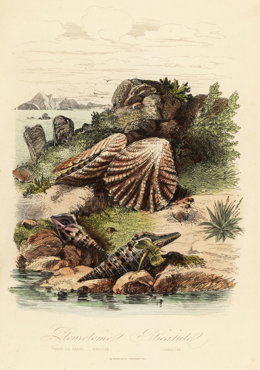 Babylon turrid, Turris babylonia, havsnegl, Raphitoma echinata og kattepotemusling, Plicatula gibbosa af French School