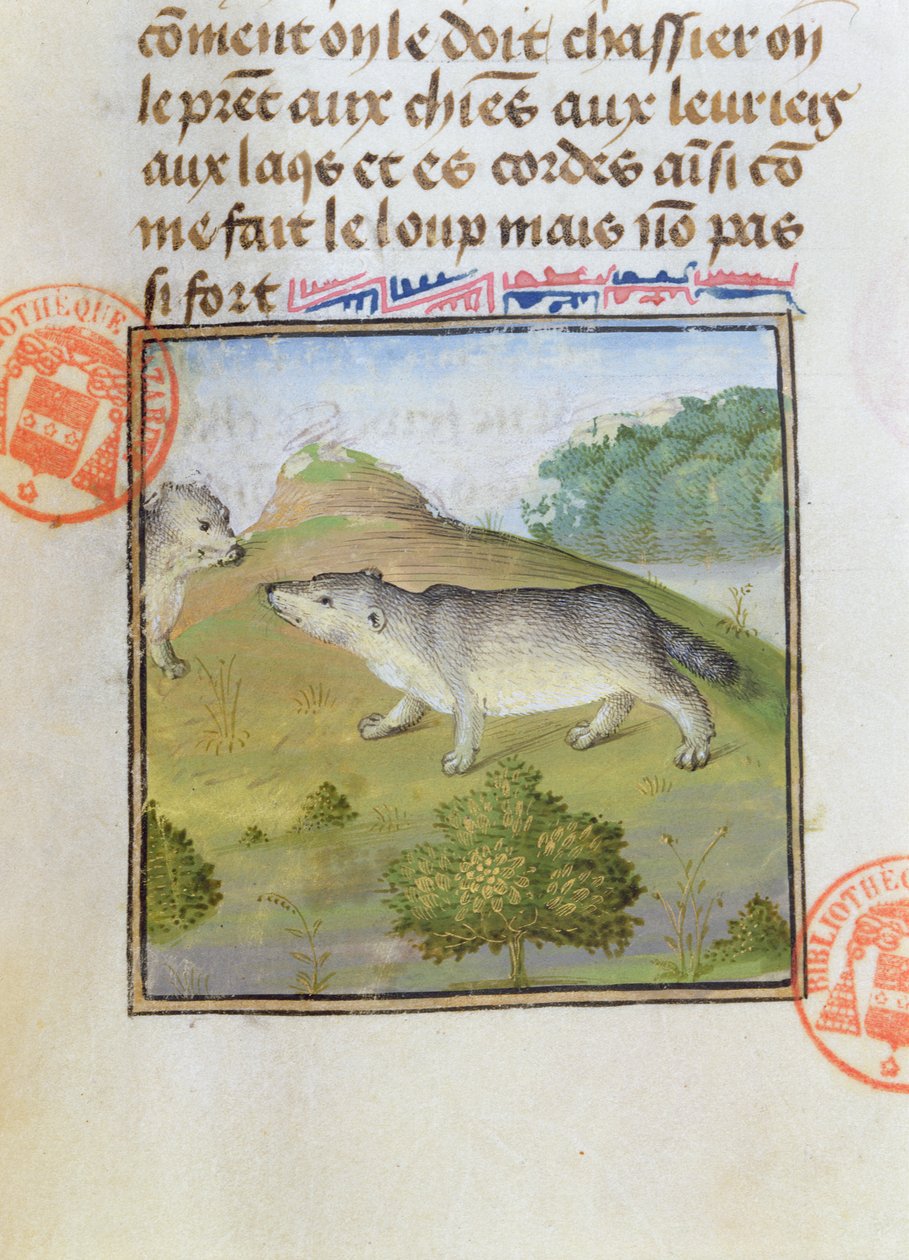 Grævlinger, fra Jagtens Bog af Gaston Phebus de Foix (1331-91) af French School