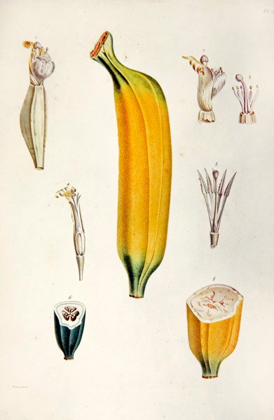 Banan, fra 