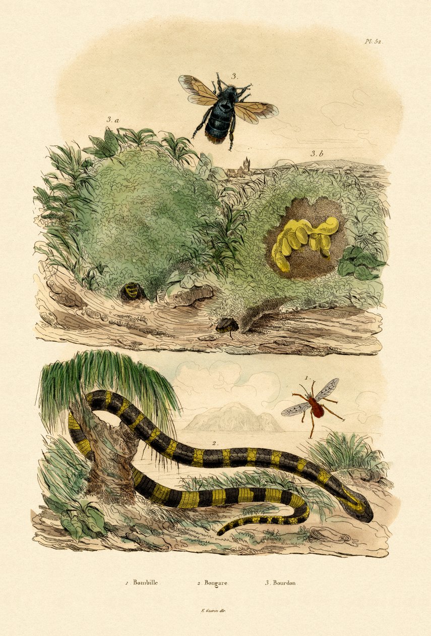 Banded Krait, 1833-39 af French School