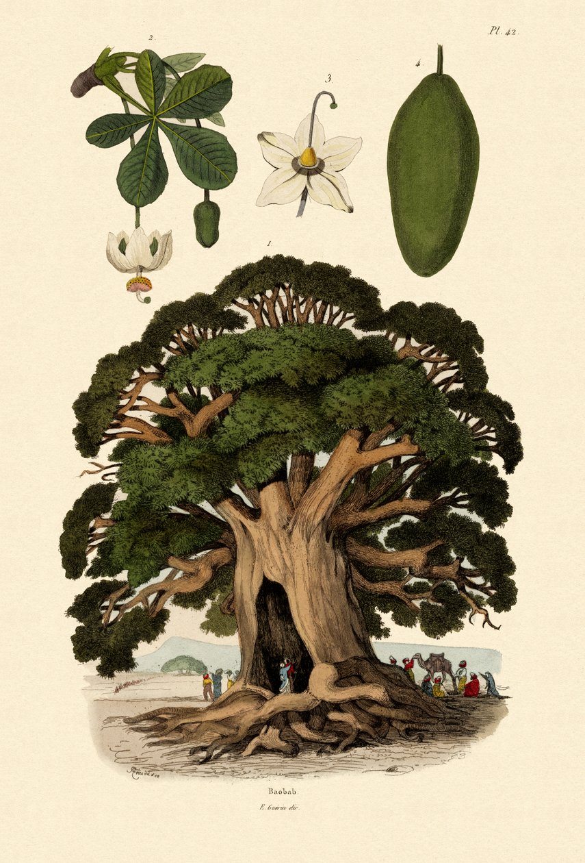 Baobabtræ, 1833-39 af French School