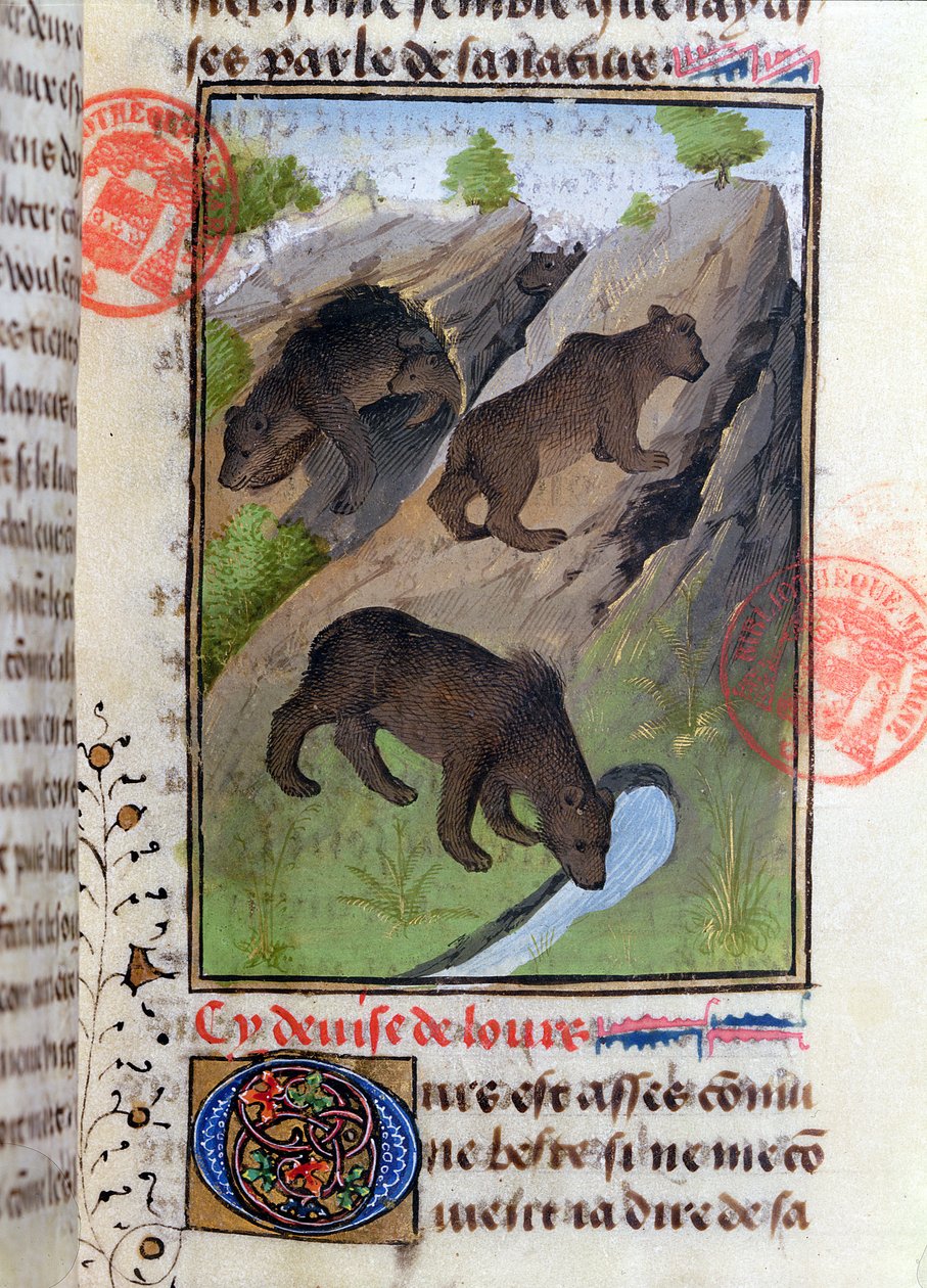 Bjørne, fra Livre de la Chasse af Gaston Phebus af French School