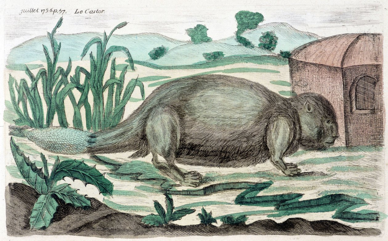Bæver. Illustration af M. Toussaint (1756) i "Periodic Observations on Physics, Natural History and the Arts". af French School