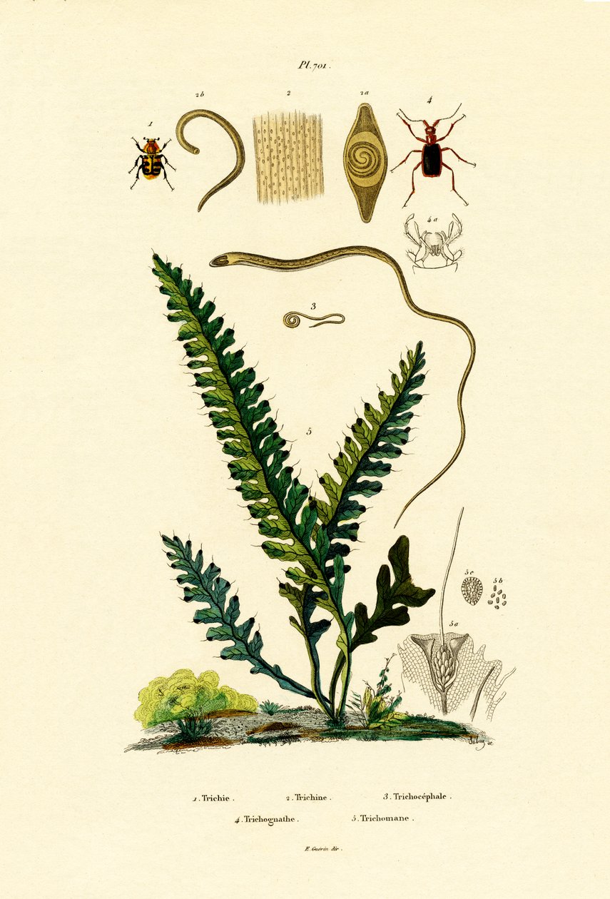 Bee Beetle af French School