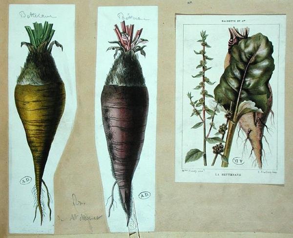 Rødbeder, tre botaniske plader (farve litho) af French School