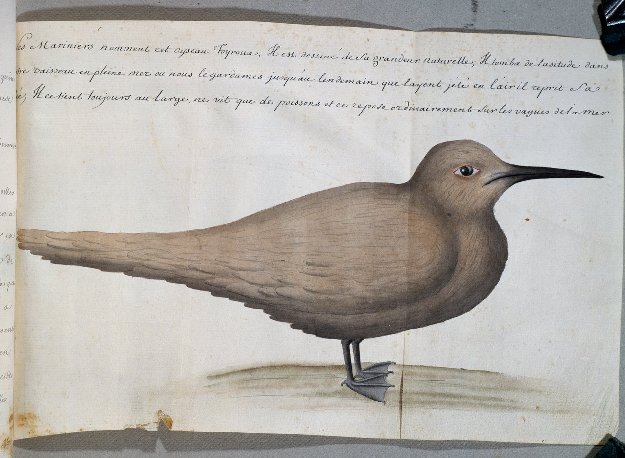 Fugl kaldet Foyroux (Tern), Cape Frio, Brasilien, akvarel fra logbog af Jacques Gouin de Beauchesne (1652-1730), kaptajn på Compagnie royale de la Mer du Sud, fra 1698 til 1701, Frankrig af French School