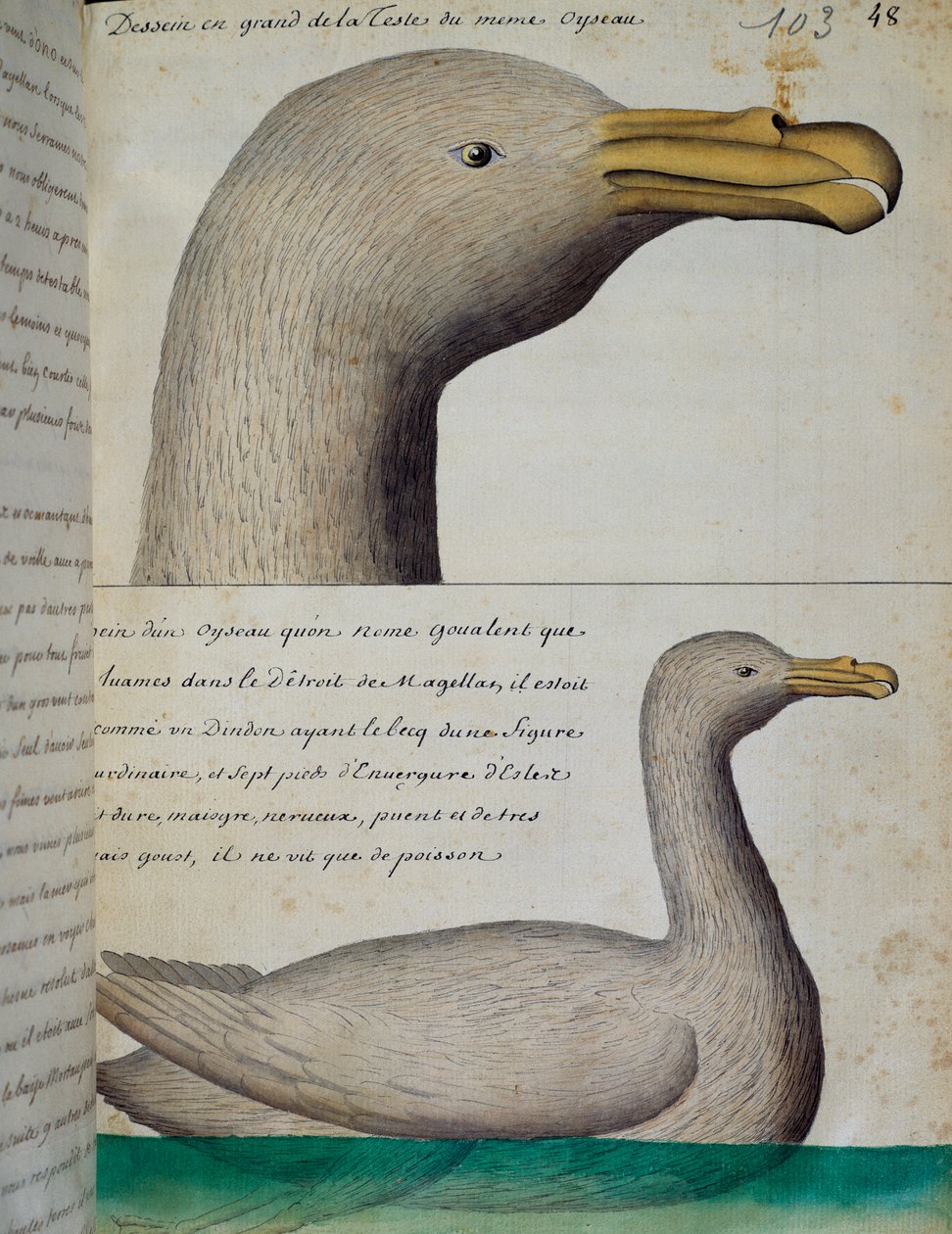 Fugl fra Magellan-strædet, akvarel fra logbog af Jacques Gouin de Beauchesne (1652-1730), kaptajn på Compagnie royale de la Mer du Sud, fra 1698 til 1701, Frankrig af French School