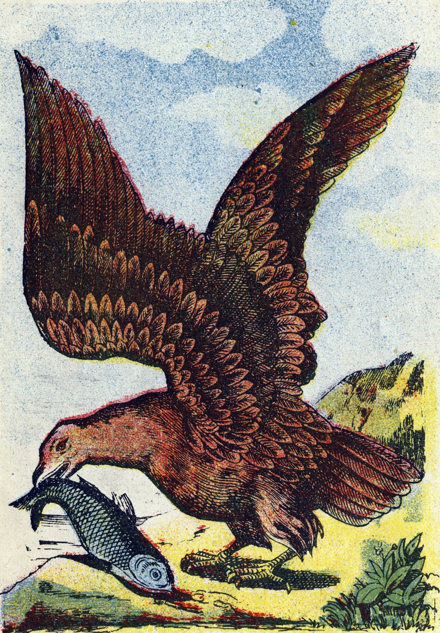 Rovfugl . Stik i "Alphabet des oiseaux"". Billede af Pont-a-Mousson, Marcel og/eller Louis Vagne, trykker og forlægger, slutningen af 1800-tallet. 16 sider. Dim: 20,5 x 14 cm af French School