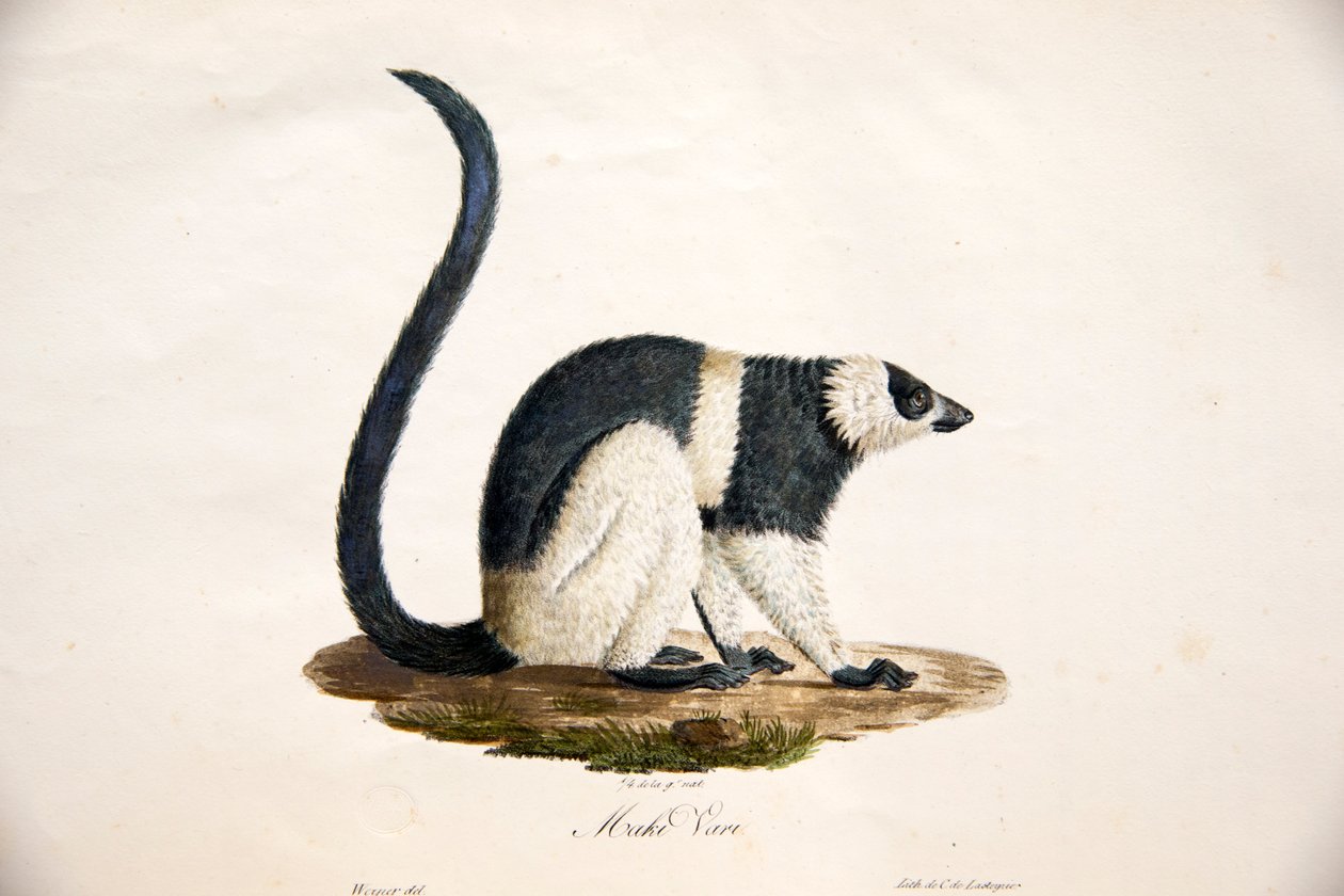 Sort-hvid rufset lemur, fra Natural History of Pattedyr, med originale figurer, af Étienne Geoffroy Saint-Hilaire & Frédéric Cuvier, 1824-42 af French School