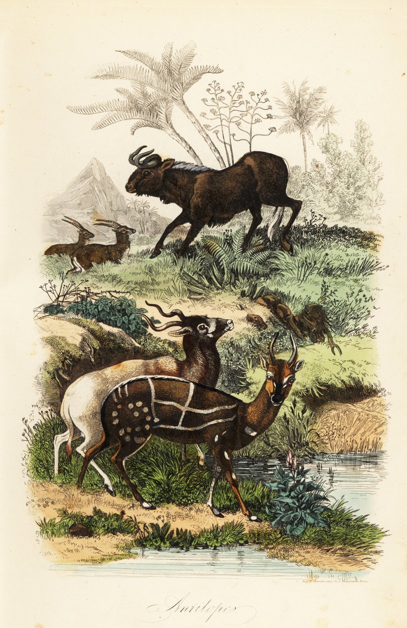 Sort gnu, Connochaetes gnou, kritisk truet addax eller skruehorn antilope, Addax nasomaculatus og spændt busk eller kewel, Tragelaphus scriptus af French School
